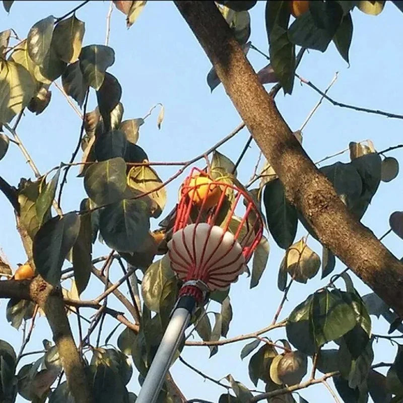 fruit picking tool with sponge