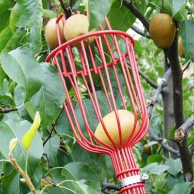 Safe Fruit Picker Tool for Seniors – No Ladders Needed